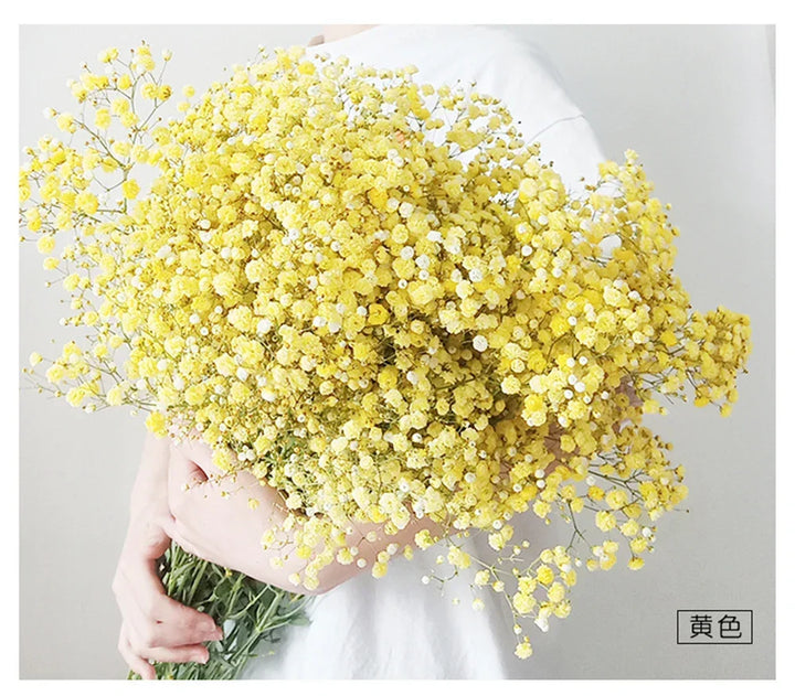 Natural Fresh Dried Baby's Breath