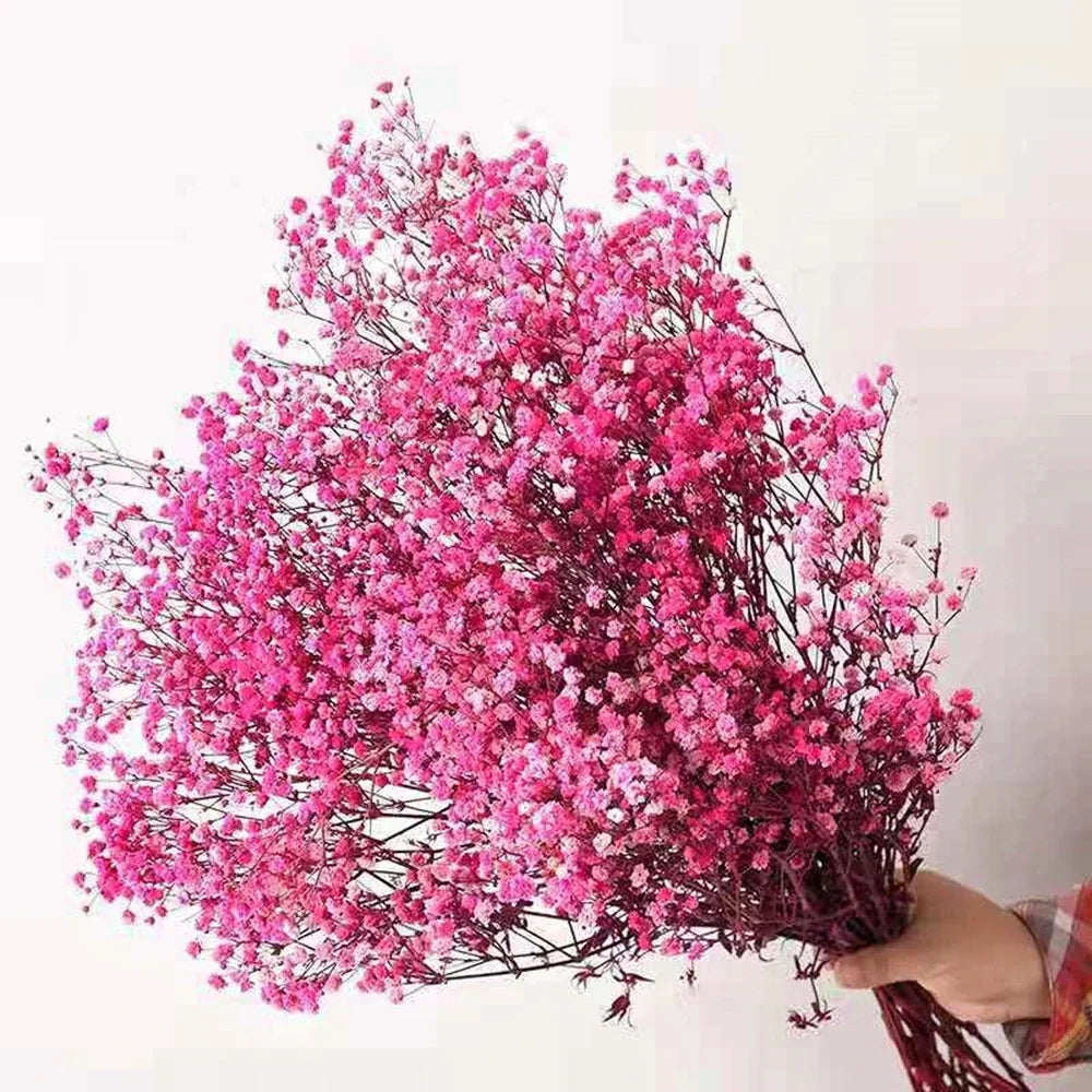 Natural Fresh Dried Baby's Breath