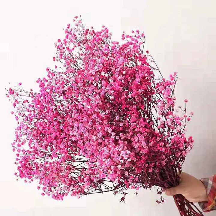 Natural Fresh Dried Baby's Breath