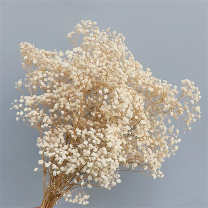 Natural Fresh Dried Baby's Breath