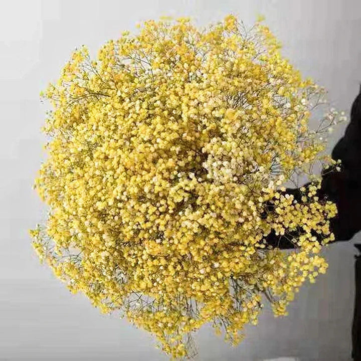Natural Fresh Dried Baby's Breath
