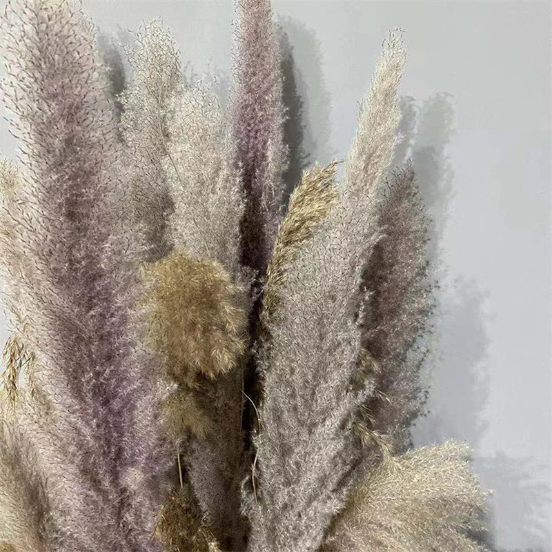 110-120cm Large Fluffy Pampas Grass