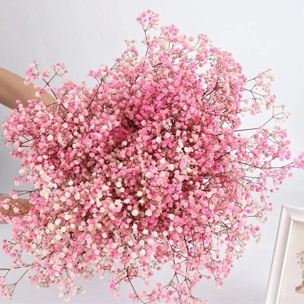 Natural Fresh Dried Baby's Breath