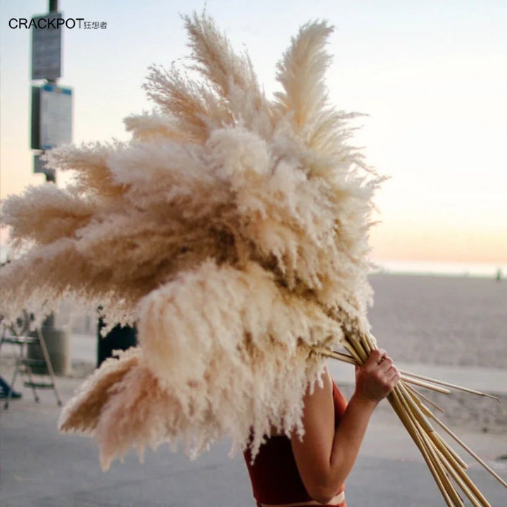 110-120cm Large Fluffy Pampas Grass