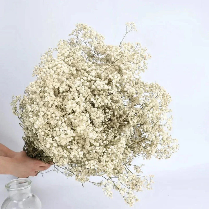 Natural Fresh Dried Baby's Breath